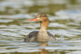 Image. Red-breasted Merganser