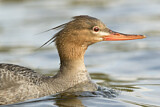 Image. Red-breasted Merganser