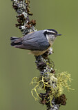 Image. Red-breasted Nuthatch