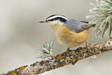 Image. Red-breasted Nuthatch