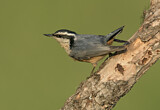 Image. Red-breasted Nuthatch