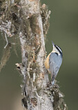 Image. Red-breasted Nuthatch