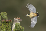 Image. Red-breasted Nuthatch