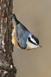 Image. Red-breasted Nuthatch