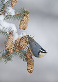 Image. Red-breasted Nuthatch