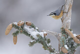 Image. Red-breasted Nuthatch