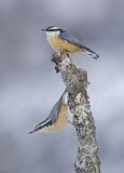 Image. Red-breasted Nuthatch