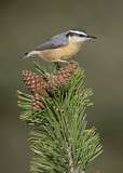 Image. Red-breasted Nuthatch