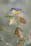 Image. Red-breasted Nuthatch