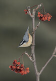 Image. Red-breasted Nuthatch