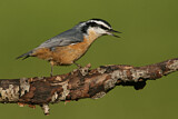 Image. Red-breasted Nuthatch