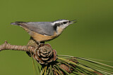 Image. Red-breasted Nuthatch