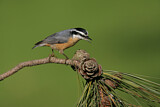 Image. Red-breasted Nuthatch