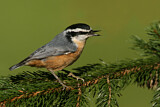 Image. Red-breasted Nuthatch