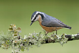 Image. Red-breasted Nuthatch