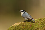 Image. Red-breasted Nuthatch