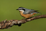 Image. Red-breasted Nuthatch