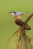 Image. Red-breasted Nuthatch