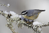 Image. Red-breasted Nuthatch