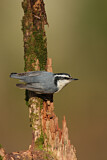 Image. Red-breasted Nuthatch