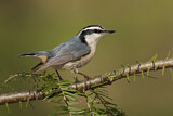 Image. Red-breasted Nuthatch