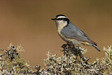 Image. Red-breasted Nuthatch