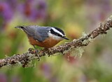 Image. Red-breasted Nuthatch