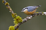 Image. Red-breasted Nuthatch