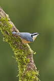 Image. Red-breasted Nuthatch