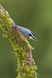 Image. Red-breasted Nuthatch