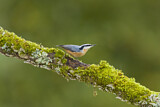 Image. Red-breasted Nuthatch