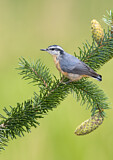 Image. Red-breasted Nuthatch