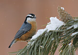 Image. Red-breasted Nuthatch