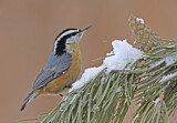 Image. Red-breasted Nuthatch