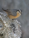 Image. Red-breasted Nuthatch