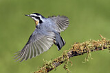 Image. Red-breasted Nuthatch