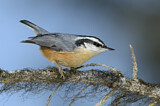 Image. Red-breasted Nuthatch