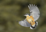 Image. Red-breasted Nuthatch