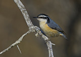 Image. Red-breasted Nuthatch