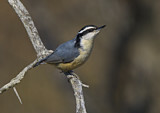 Image. Red-breasted Nuthatch
