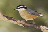 Image. Red-breasted Nuthatch