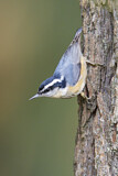 Image. Red-breasted Nuthatch