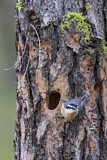 Image. Red-breasted Nuthatch