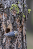 Image. Red-breasted Nuthatch