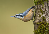 Image. Red-breasted Nuthatch