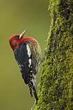 Image. Red-breasted Sapsucker