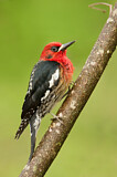 Image. Red-breasted Sapsucker