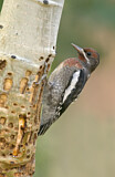 Image. Red-breasted Sapsucker