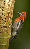 Image. Red-breasted Sapsucker
