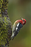 Image. Red-breasted Sapsucker